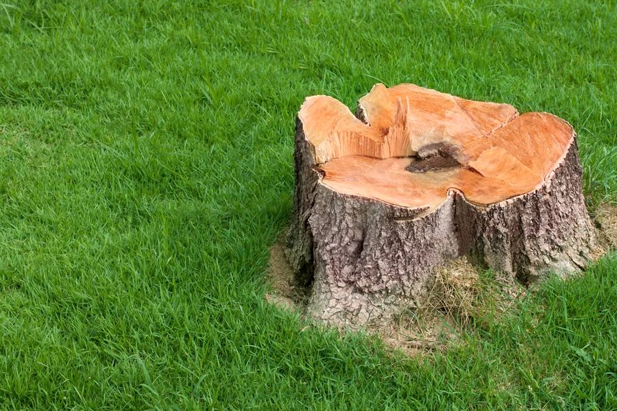Stump grinder cutting a stump in Goodlettsville, TN